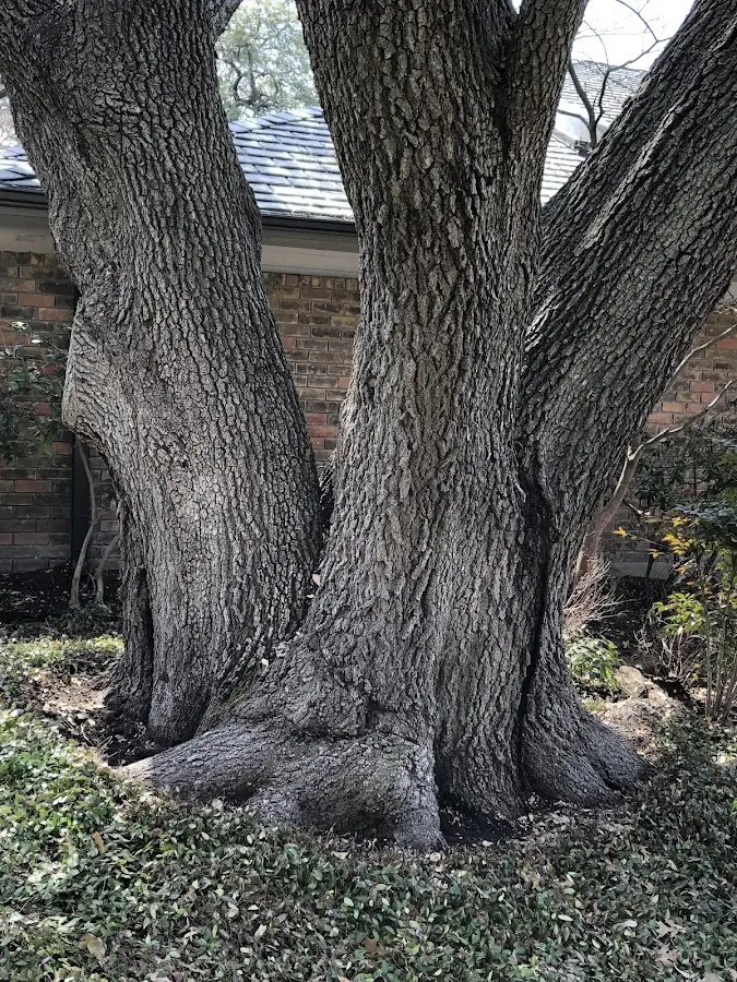 Mature heritage tree close to a Overton property cared for by certified arborists